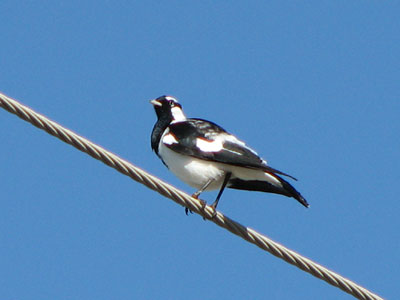 magpie lark