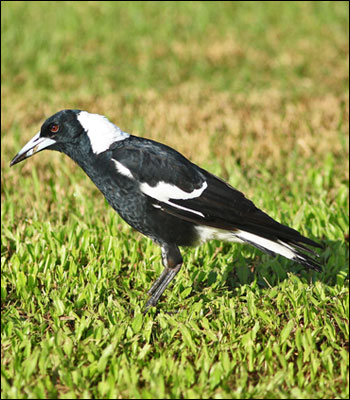magpie