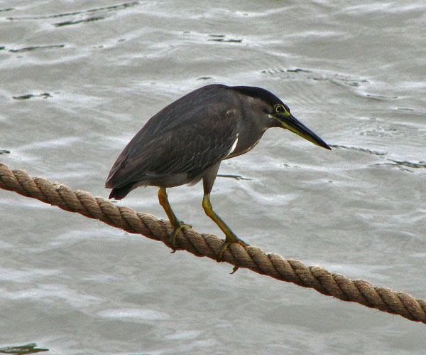 mangrove heron