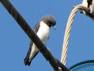 masked woodswallow