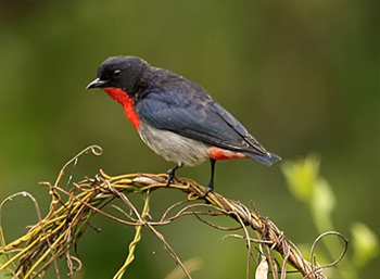 mistletoebird
