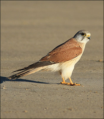 nankeen kestrel