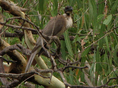noisy friarbird