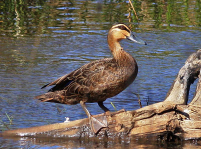 pacblackduck