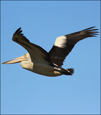 pelican8098mm