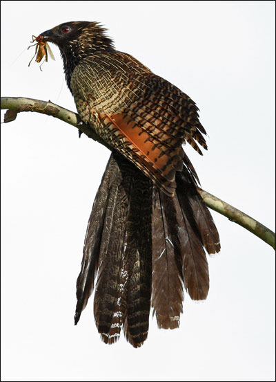 pheasant coucalbb