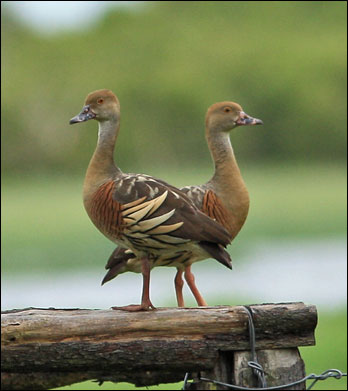 plumedwhduck