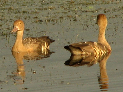 plumedwhduck400