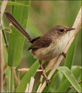 rb fairy wren female