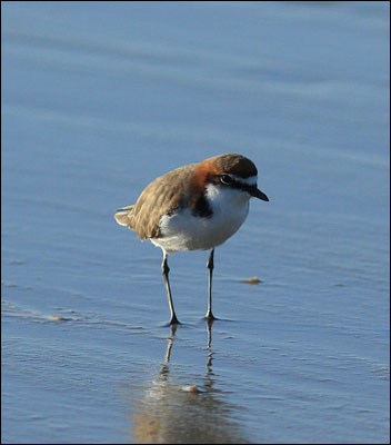 red capped plovermm