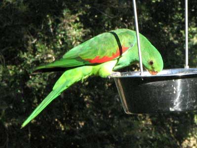 red winged parrot female