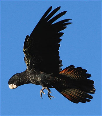 rtb cockatoo