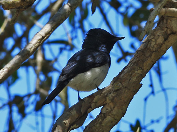 satin flycatcher