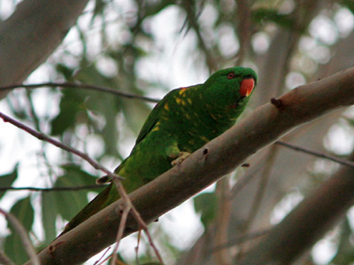 scaly breasted lorikeet
