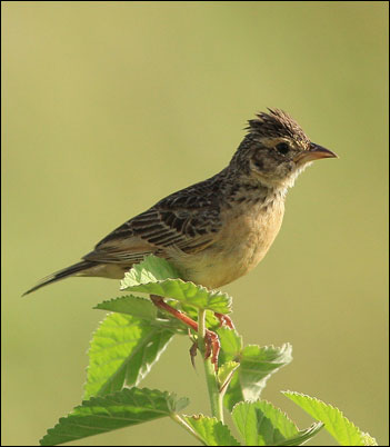 singing bushlark