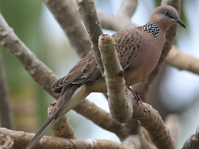 spotted turtle dove