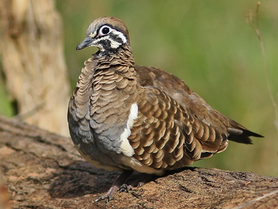 squatter pigeon