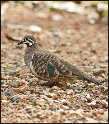 squatter pigeonmm