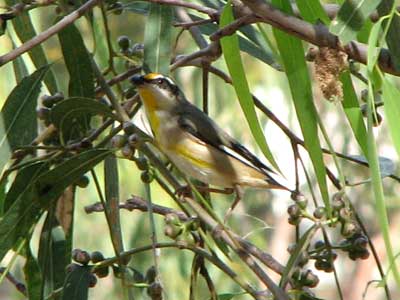 str pardalote