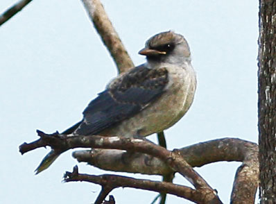 tree martin