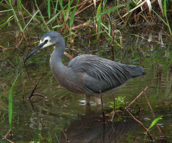 wfheron