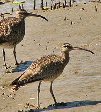 whimbrel