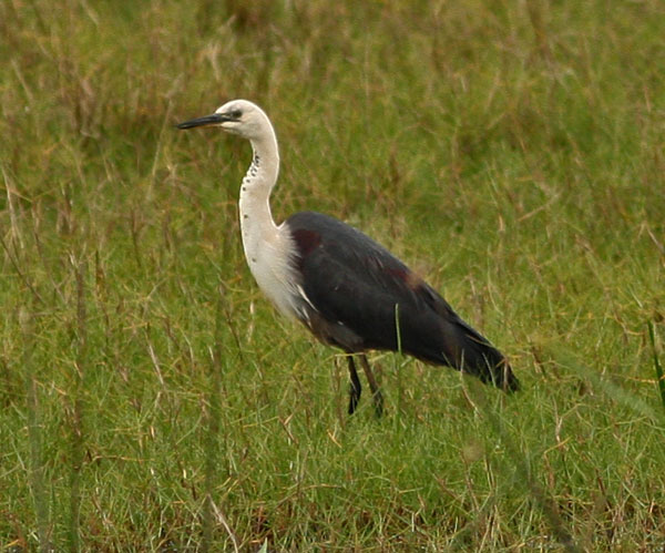 white necked heron