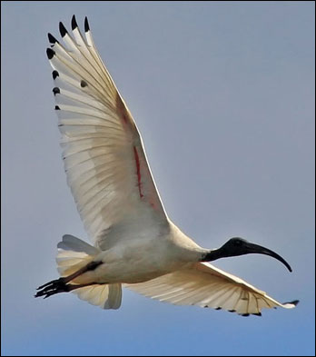 whiteibis