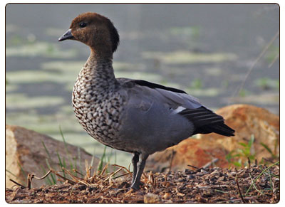 wood duck male
