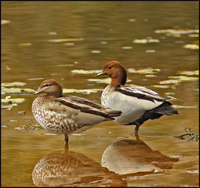 wood ducks8154