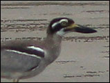 beach stone curlew