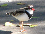 bfdotterel