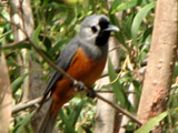 bfmonarch