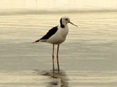 black winged stilt