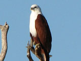 brahminykite