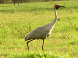 brolga