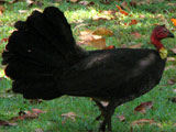 brushturkey