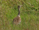 bustard