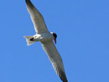 caspian tern