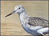 common greenshanks