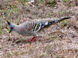 crestedpigeon