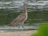 easterncurlew