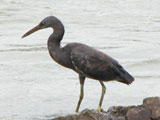 eastreefheron
