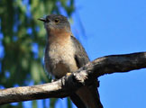fan tailed cuckoo