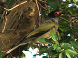 figbird