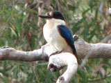 forestkfisher