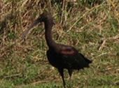glossy ibis