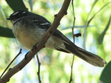 greyfantail