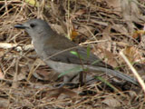 greyshrikethrush
