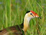 jacana